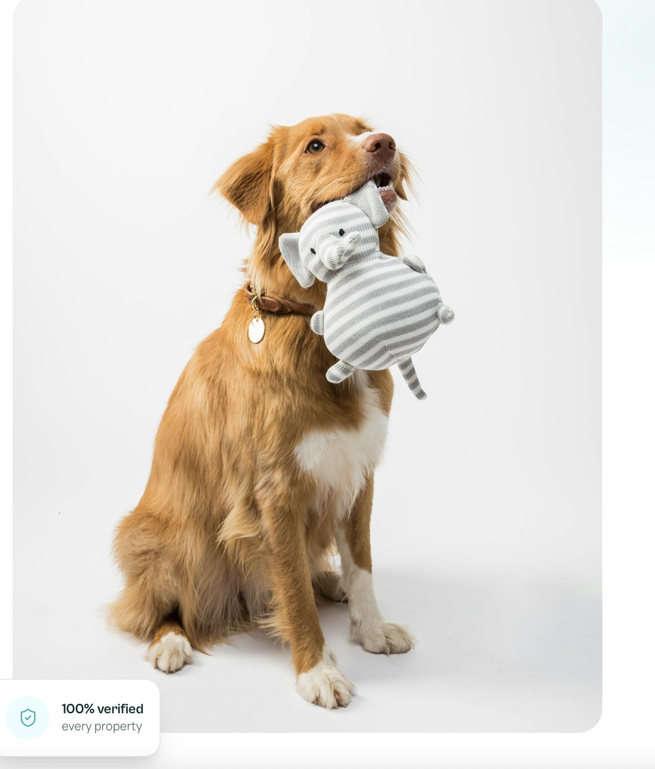 A dog holding a knitted toy — a happy guest at a Justpetly hotel
